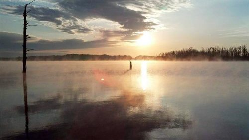 A serene sunrise over a misty lake, with a lone tree silhouette and soft clouds reflecting on the water's surface.