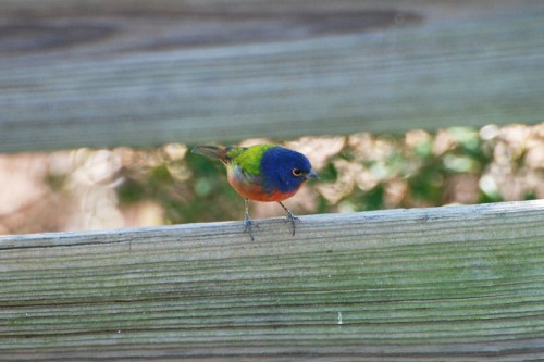 A colorful bird with a blue head, green back, and orange belly perched on a wooden railing.
