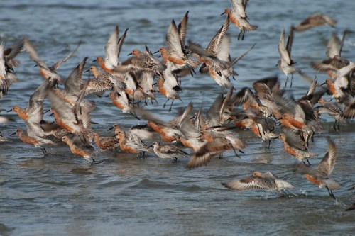A flock of shorebirds takes flight over a shallow body of water, creating a dynamic scene of movement and color.