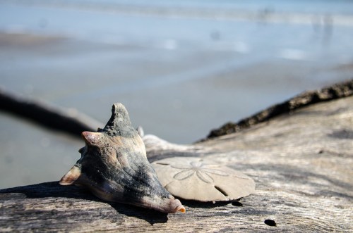 A close-up of a shell and a sand dollar resting on a weathered log, with a beach and ocean in the background.