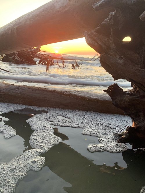 Sunset over the ocean, framed by driftwood and foamy waves on the shore.