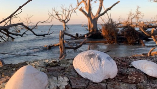 A close-up of seashells on a log, with a serene beach and bare trees in the background during sunset.