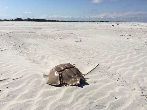 A horseshoe crab rests on a sandy beach with gentle waves and a clear sky in the background.