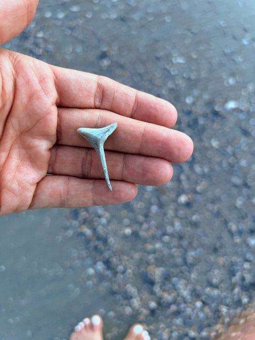 A hand holding a small shark tooth above a sandy beach with water in the background.