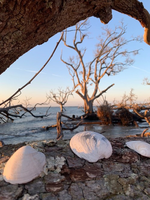 Three white shells on a weathered log, with a sunset backdrop of a barren tree and calm water in the distance.
