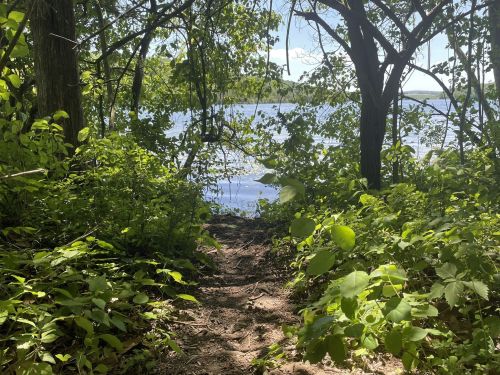 A narrow path through lush greenery leads to a calm lake under a clear blue sky.