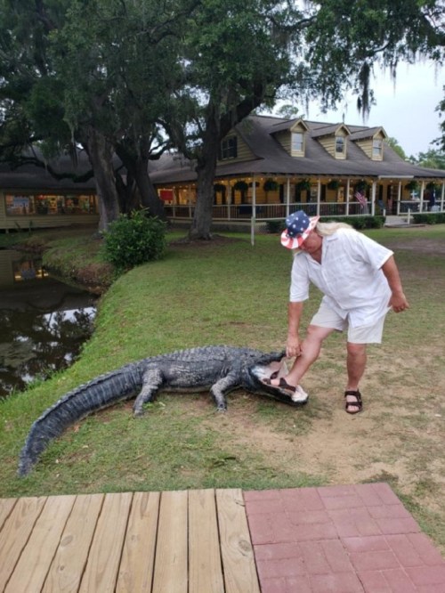 A man in a white outfit interacts with a large alligator near a pond, with a house in the background.