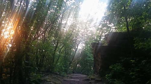 Sunlight filters through trees along a forest path, illuminating a rocky outcrop in the serene landscape.