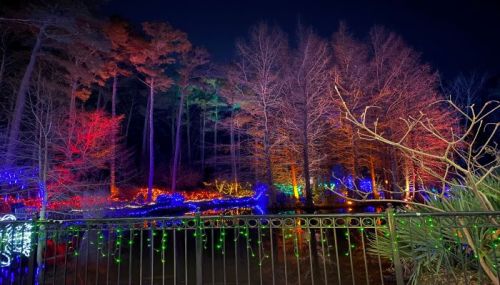 Colorful lights illuminate trees by a dark pond, creating a festive atmosphere in a nighttime landscape.