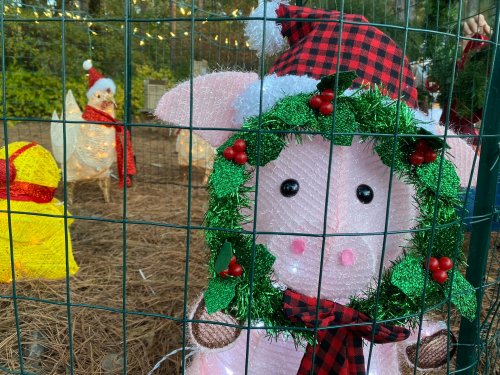 A festive pig decoration wearing a Santa hat and wreath, surrounded by illuminated chickens in holiday attire.