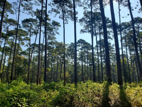Tall trees rise above a lush green undergrowth, with sunlight filtering through the branches in a serene forest setting.