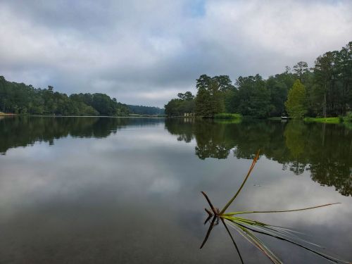 A calm lake surrounded by trees, with a cloudy sky reflecting on the water's surface and a single plant in the foreground.