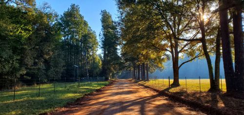 A sunlit dirt road lined with trees, leading through a peaceful, green landscape.