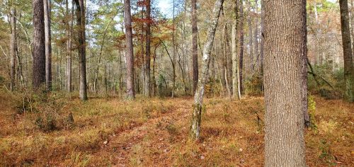 A serene forest scene with tall trees and a winding dirt path surrounded by autumn foliage.