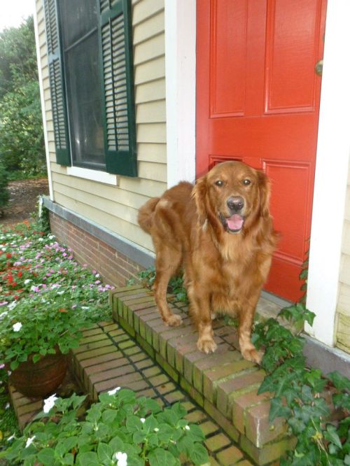 A golden retriever stands on a brick step in front of a house with a bright orange door and colorful flowers.