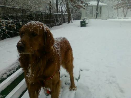 A golden retriever stands in a snowy yard, with snowflakes on its fur and a house visible in the background.
