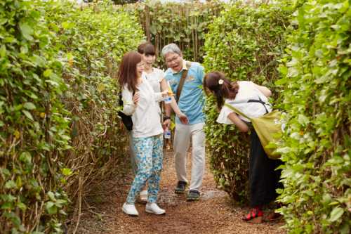 Four people explore a lush green maze, smiling and interacting amidst tall hedges.