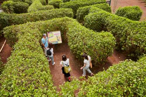 Aerial view of a green hedge maze with four people exploring its paths. A sign is visible in the center.