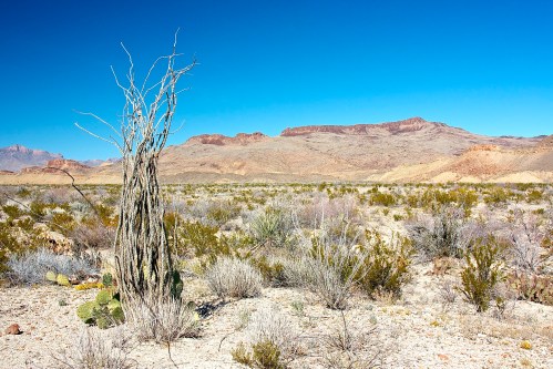 A barren landscape featuring a tall, dead plant with sparse vegetation and distant mountains under a clear blue sky.