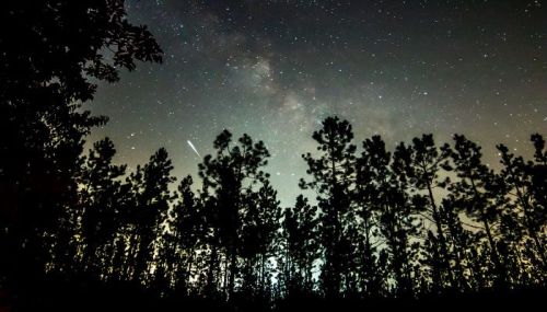 A starry night sky with the Milky Way visible above a silhouette of tall trees.