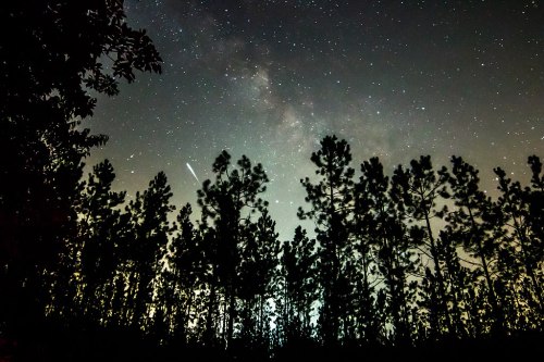 A starry night sky with the Milky Way visible above a silhouette of tall trees. A shooting star streaks across the scene.