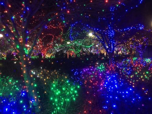 A vibrant display of colorful holiday lights illuminating trees in a festive outdoor setting.