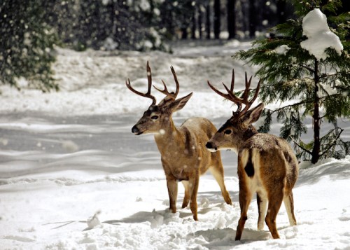 Two deer with antlers stand in a snowy forest, surrounded by trees and falling snowflakes.