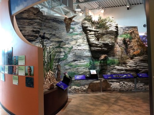 A nature exhibit featuring a rocky wall with plants and birds, alongside informational displays and panels.