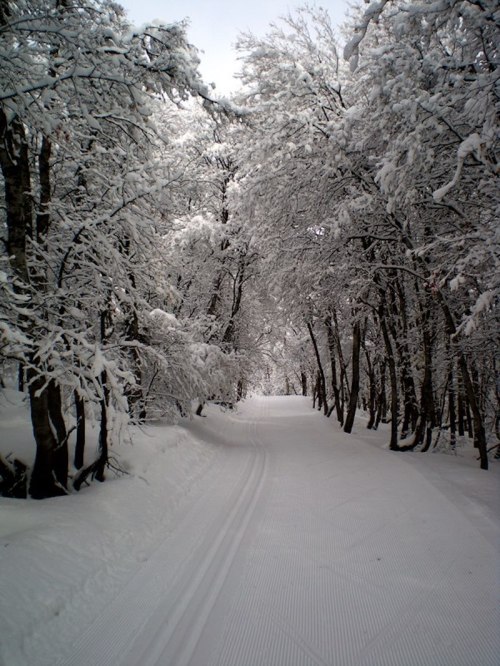 A snow-covered path winds through a forest of trees blanketed in white snow.