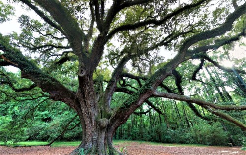 A large, sprawling oak tree with thick branches and lush green foliage in a serene forest setting.