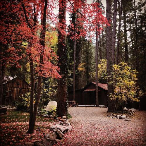 A serene forest scene with vibrant red and yellow leaves, gravel path, and rustic cabins among tall trees.