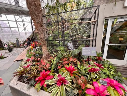 A vibrant display of tropical plants and flowers in a greenhouse, with a mesh enclosure in the background.