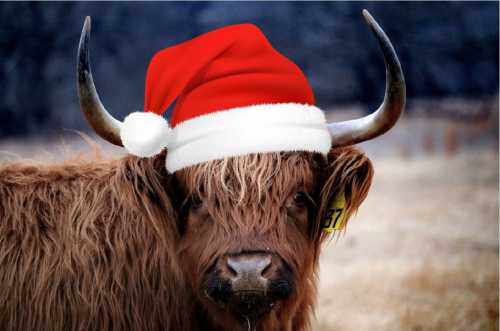 A Highland cow wearing a festive red Santa hat against a wintery background.