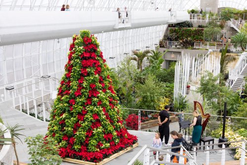 A vibrant poinsettia tree stands in a lush greenhouse filled with plants and visitors enjoying the scenery.