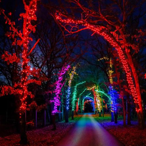 A colorful pathway lined with trees adorned in vibrant holiday lights at night.