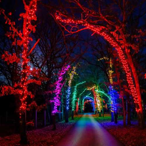 A colorful pathway lined with trees adorned in vibrant holiday lights at night.