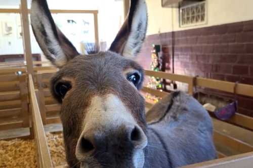 A close-up of a donkey's face in a barn, with festive decorations visible in the background.