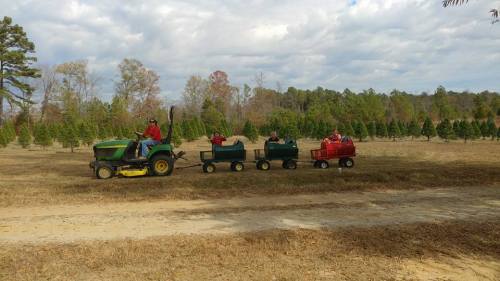 A tractor pulls colorful wagons with children through a tree farm on a cloudy day.
