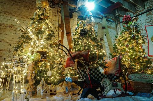 Three beautifully decorated Christmas trees with lights, surrounded by festive decorations in a cozy, rustic setting.