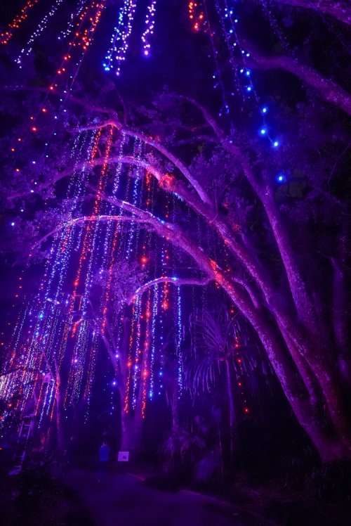 Colorful lights hang from trees in a dark setting, creating a magical, illuminated atmosphere.