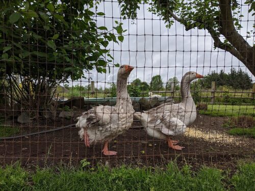 Two geese standing behind a wire fence in a garden, surrounded by greenery and a cloudy sky.