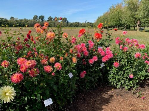 A vibrant display of colorful dahlias in a garden, with a sunny sky and trees in the background.