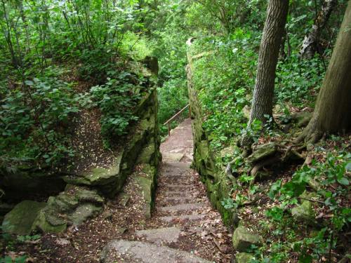 Stone steps lead down through a lush, green forest, surrounded by trees and dense foliage.