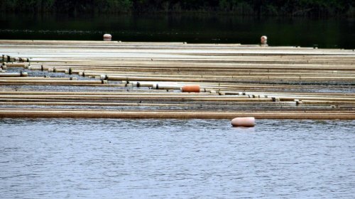 Logs floating on water with a few buoys visible; a person partially submerged in the background.