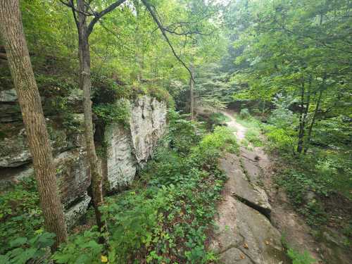 A lush green forest with rocky terrain and a winding path through trees and foliage.