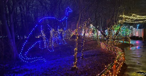 view of an outline of a dinosaur in blue christmas lights among trees also decorated in holiday lights at roger williams park zoo in providence ri