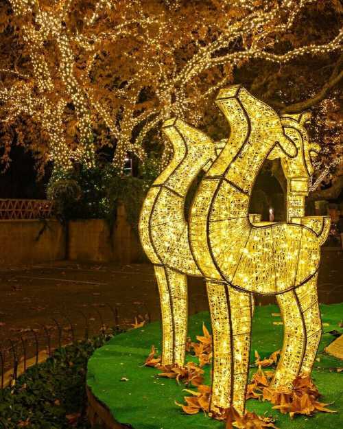 Three illuminated giraffe sculptures surrounded by twinkling lights and autumn foliage.