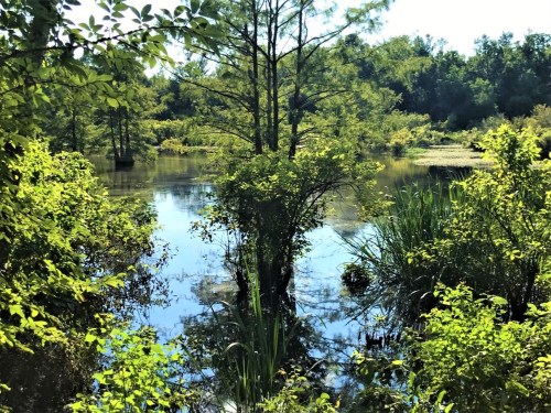 Lush greenery surrounds a calm pond, reflecting trees and blue sky in a serene natural setting.