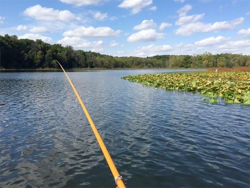 A fishing rod extends over a calm lake surrounded by green trees and lily pads under a blue sky with fluffy clouds.