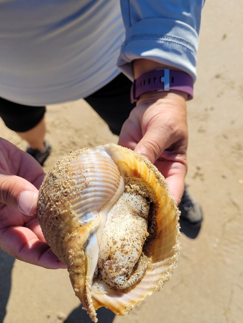 A person holds a large, sandy scallop shell on a beach, showcasing its interior.